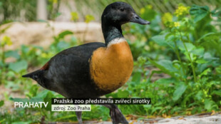Pražská zoo představila zvířecí sirotky