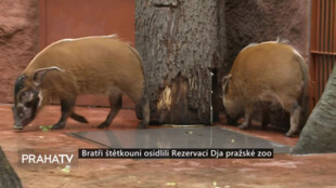 Bratři štětkouni osídlili Rezervaci Dja pražské zoo