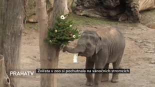 Zvířata v zoo si pochutnala na vánočních stromcích