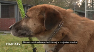 Silvestrovští nalezenci už štěkají v trojském útulku
