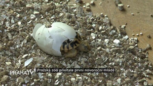 Pražská zoo přivítala první novoroční mládě