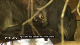 V pražské zoo pokřtili mládě chápana