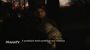 V pražských lesích probíhají soví námluvy