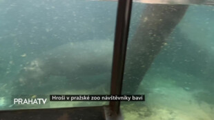 Hroši v pražské zoo návštěvníky baví