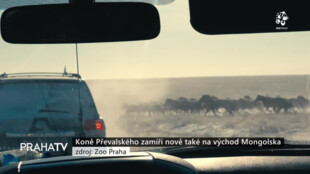 Koně Převalského zamíří nově také na východ Mongolska