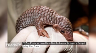 V Zoo Praha se narodilo mládě luskouna. Je první v Evropě