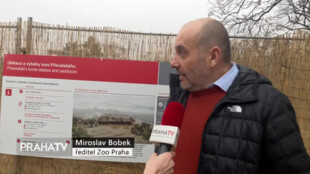 Pražská zoo staví koním Převalského nové stáje a větší výběh