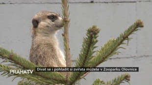 Dívat se i pohladit si zvířata můžete v Zooparku Olovnice