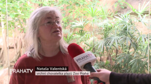Leguán kubánský Pepino Oslavil 31 let od příchodu do Zoo