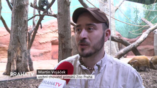 V Zoo Praha se narodilo mládě kočkodana Brazzova
