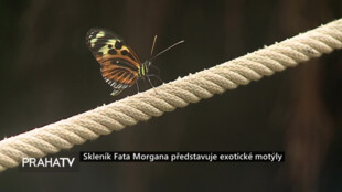 Skleník Fata Morgana představuje exotické motýly
