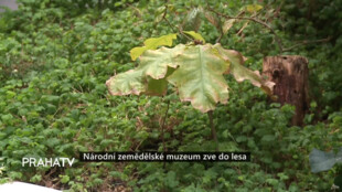 Národní zemědělské muzeum zve do lesa