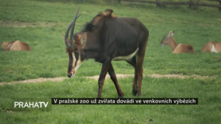 V pražské zoo už zvířata dovádí ve venkovních výbězích