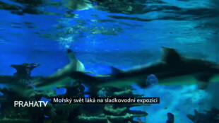 Mořský svět láká na sladkovodní expozici