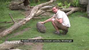 Pražská zoo přivítala vombatí samičku Winkleigh