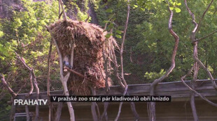 V pražské zoo staví pár kladivoušů obří hnízdo