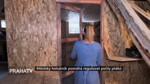 Městský holubník pomáhá regulovat počty ptáků