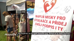 Na Pankráci se to opět hemžilo psy. Konal se tu další PesFest