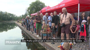 Zoo Praha pokračuje v návratu karase obecného do Česka