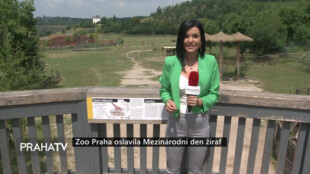 Zoo Praha oslavila Mezinárodní den žiraf