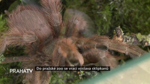 Do pražské zoo se vrací výstava sklípkanů