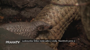 Luskounka Šiška z pražské zoo roste jako z vody