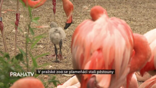 V pražské zoo se plameňáci stali pěstouny