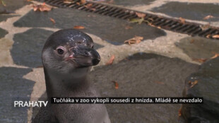 Tučňáka v zoo vykopli sousedi z hnízda. Mládě se nevzdalo