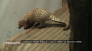 Luskouní mládě Šiška je v zoo k vidění na denním světle