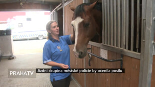 Jízdní skupina městské policie by ocenila posilu