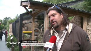 Mláďata papoušků nestorů kea obydlela expozici Zoo Praha