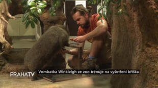 Vombatka Winkleigh ze zoo trénuje na vyšetření bříška