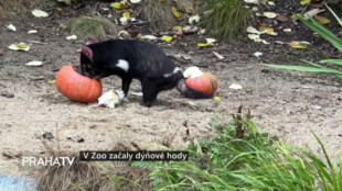 V Zoo začaly dýňové hody