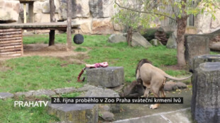 28. října proběhlo v Zoo Praha sváteční krmení lvů