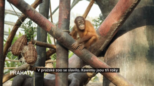 V pražské zoo se slavilo. Kawimu jsou tři roky