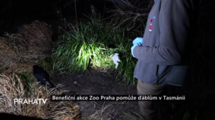 Benefiční akce Zoo Praha pomůže ďáblům v Tasmánii