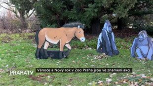 Vánoce a Nový rok v Zoo Praha jsou ve znamení akcí