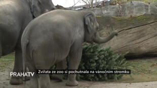 Zvířata ze zoo si pochutnala na vánočním stromku