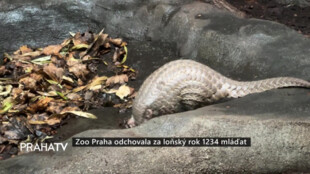 Zoo Praha odchovala za loňský rok 1234 mláďat