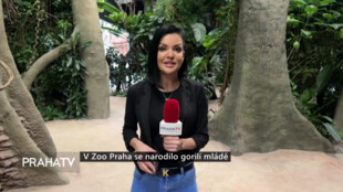 V Zoo Praha se narodilo gorilí mládě