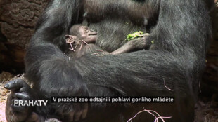 V pražské zoo odtajnili pohlaví gorilího mláděte