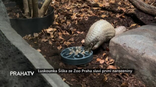Luskounka Šiška ze Zoo Praha slaví první narozeniny