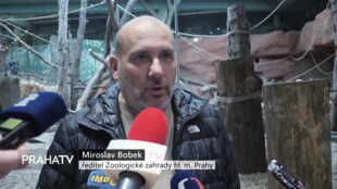 Gorilí samička z pražské zoo dostala jméno Mobi