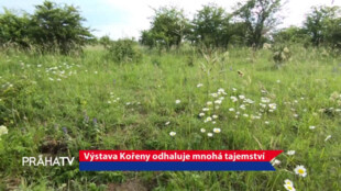 Výstava Kořeny odhaluje mnohá tajemství