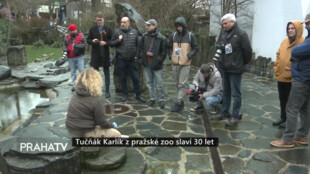 Tučňák Karlík z pražské zoo slaví 30 let