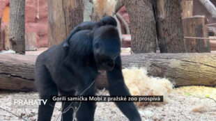 Gorilí samička Mobi z pražské zoo prospívá