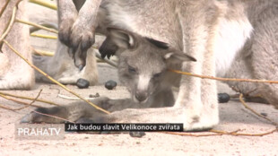Jak budou slavit Velikonoce zvířata