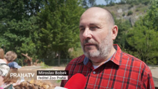 Dikobraz srstnatonosý ze Zoo Praha má nový výběh