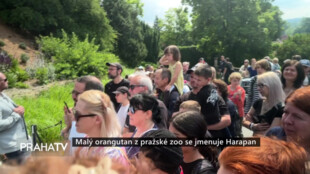 Malý orangutan z pražské zoo se jmenuje Harapan