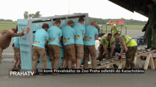 Tři koně Převalského ze Zoo Praha odletěli do Kazachstánu